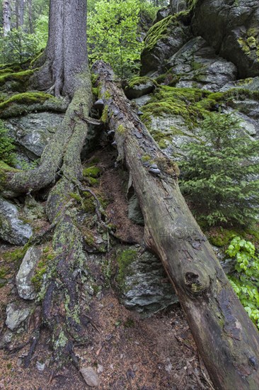 Primeval forest in Hoellbachgespreng