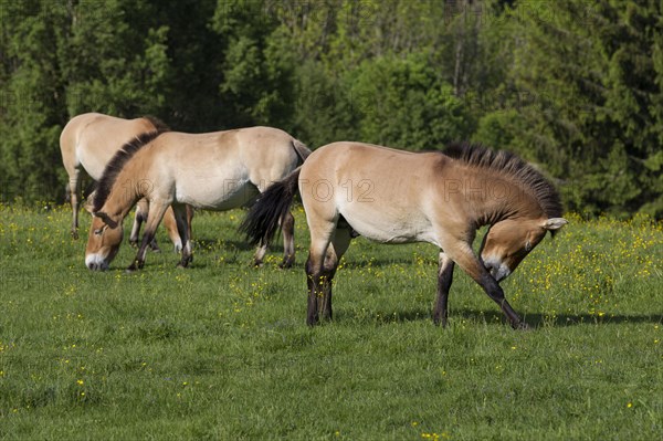 Przewalski's wild horses