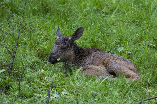 Young moose