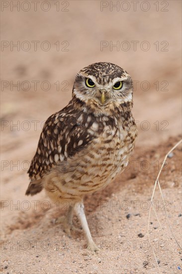 Burrowing owl