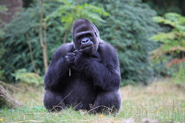 Western lowland gorilla