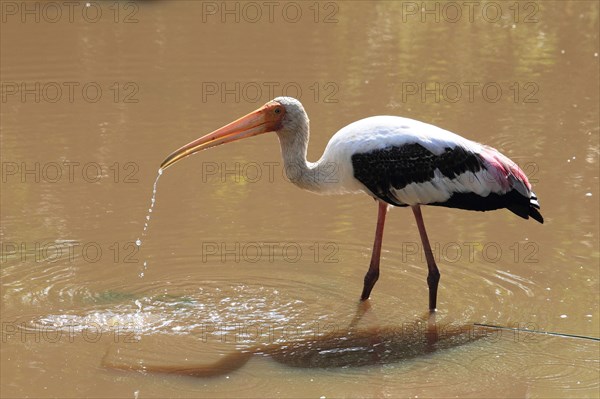 Painted stork