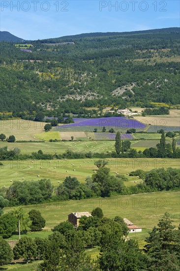 Lavender fields near Sault