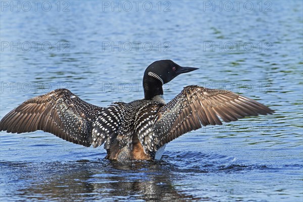 Great Northern Loon