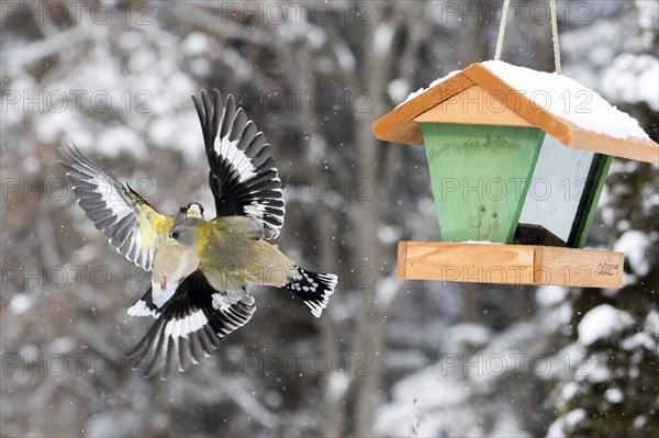 Evening grosbeak interaction at a winter bird feeder
