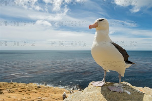 Black-browed Albatross