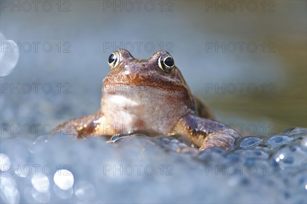 Common European Frog