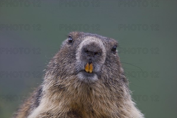 Alpine Marmot