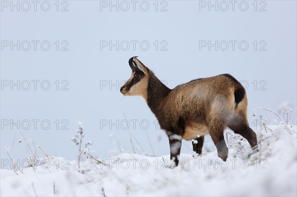 Chamois