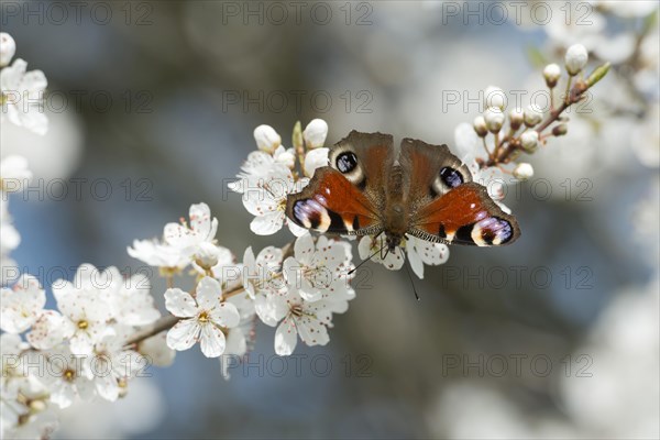 European peacock