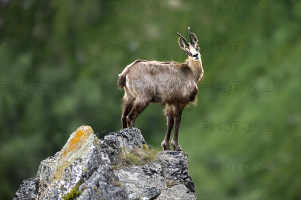 Chamois