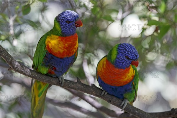 Swainson's Lorikeet