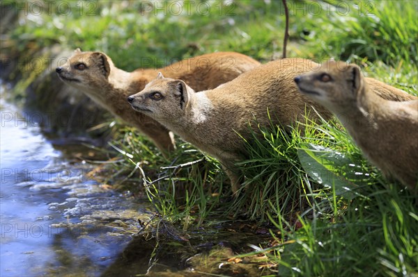 Red meerkat