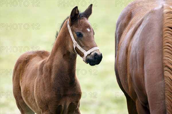 English thoroughbred horse