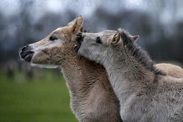 Wild Horse Duelmen