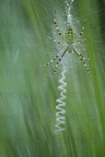 Wasp spider