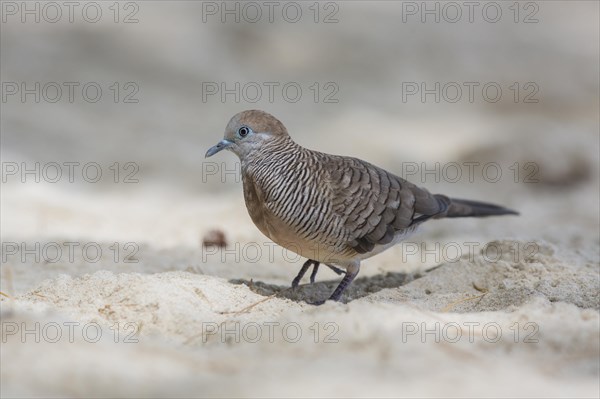 Zebra dove