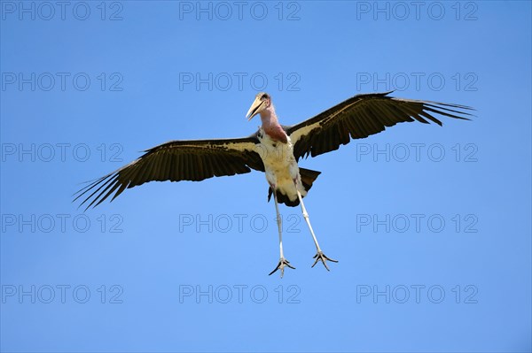 Marabou stork