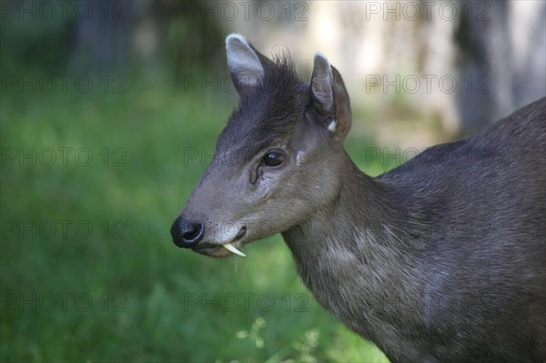 Tufted deer