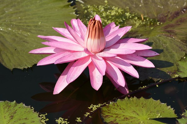 Water Lily