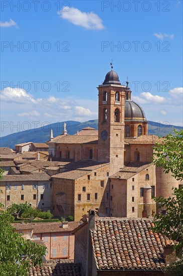 Urbino