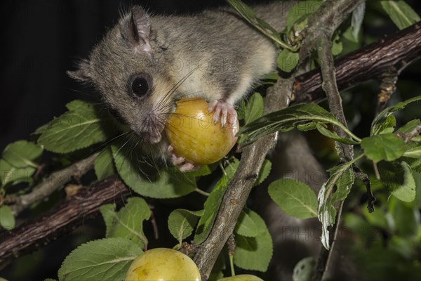 Edible dormouse