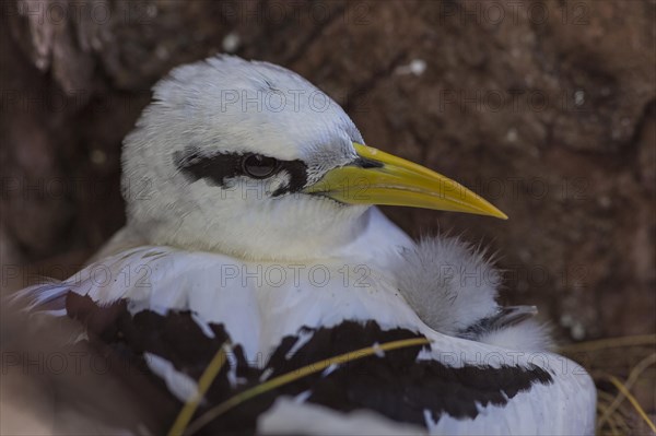 White-tailed tropicbird