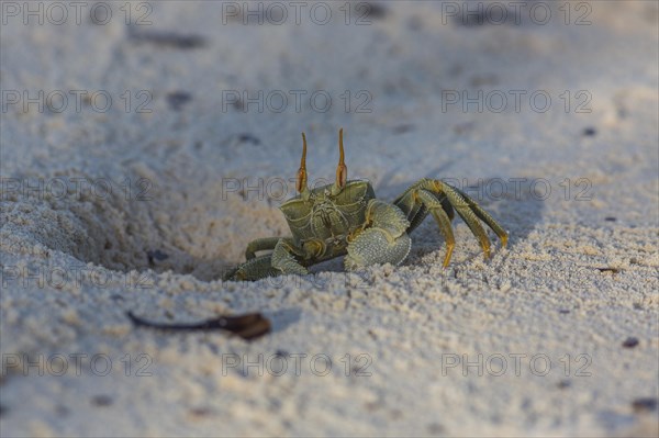 Ghost crab