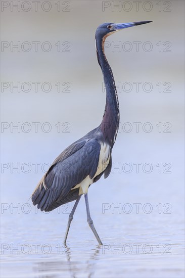 Tricolored heron