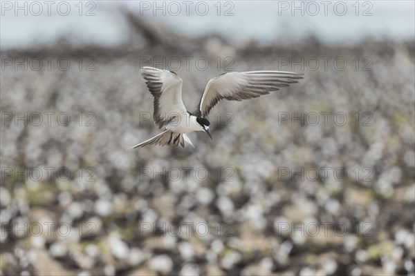 Russian Tern