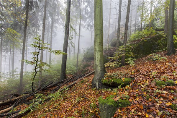 Forest at Goldstein