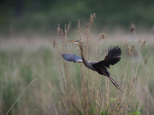 Purple heron