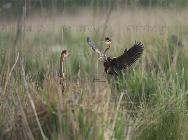 Purple heron