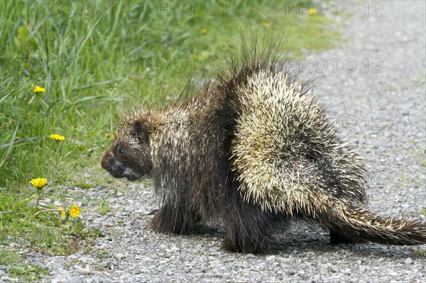 North American Porcupine