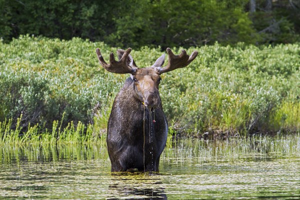 Bull moose