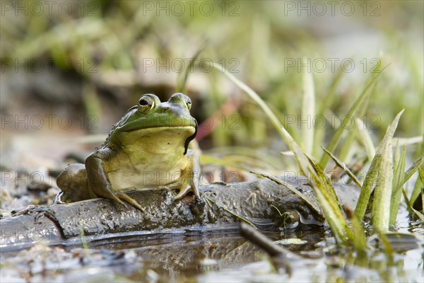 Bullfrog