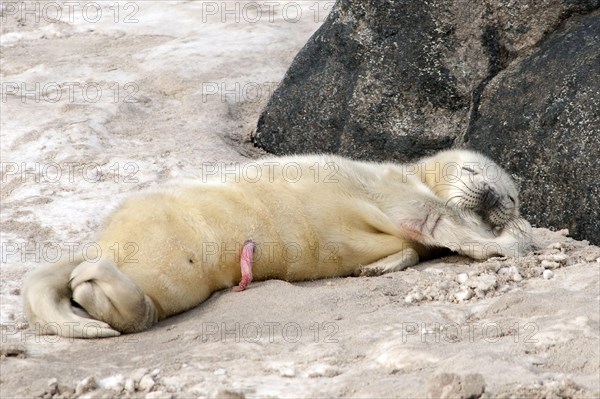 Grey seal