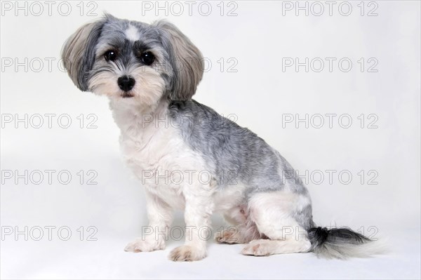 Havanese