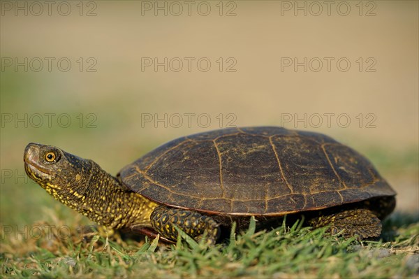 Sumpfschildkroete europ.