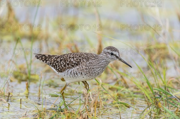 Wood sandpiper