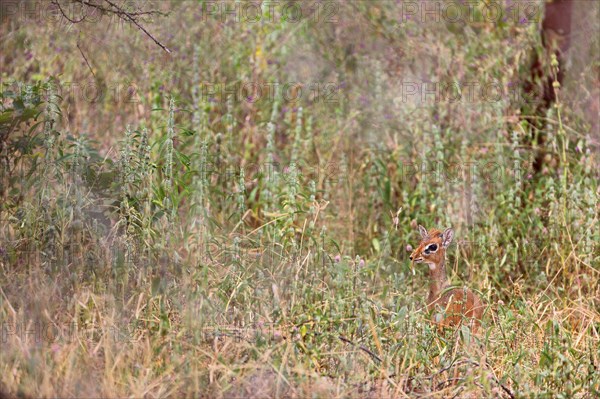 Damara Dikdik