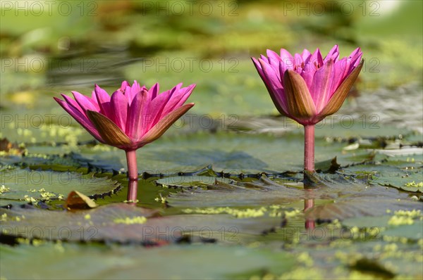 Water Lily