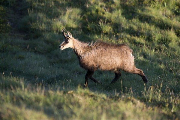 Chamois