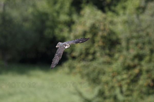 Lanner falcon