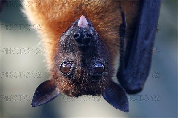 Indian Flying Fox