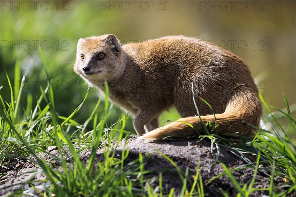 Red meerkat