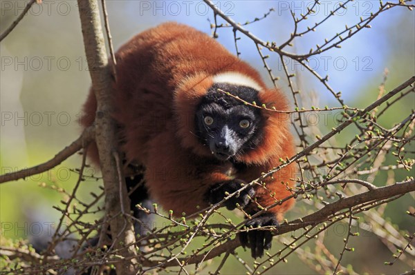 Red ruffed lemur