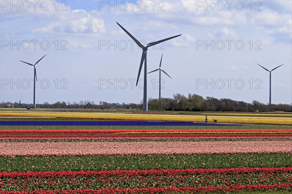 Blooming tulip field near Alkmaar