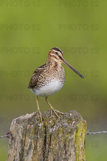Common snipe