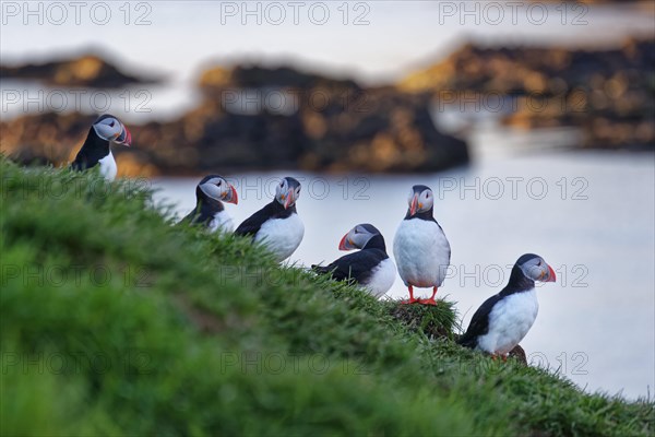 Atlantic puffin